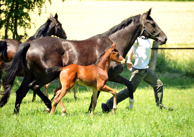 im Gestüt Hämelschenburg - Foto Beate Langels