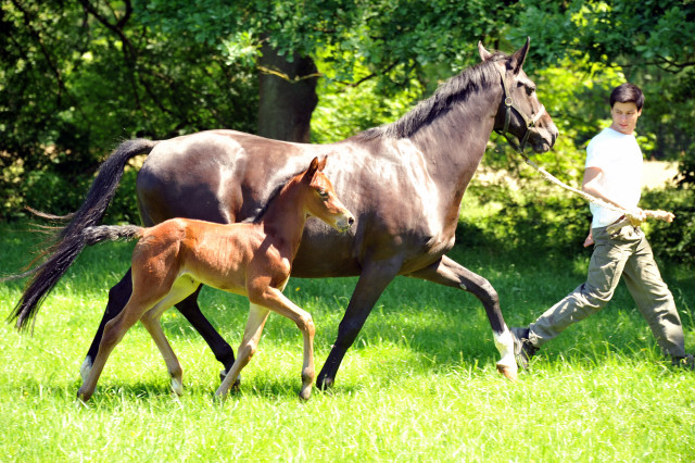 im Gestüt Hämelschenburg - Foto Beate Langels
