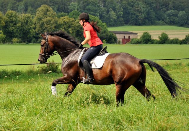 4jhriger Trakehner Wallach von Shavalou u.d. Kalidah Jamal v. Manhattan