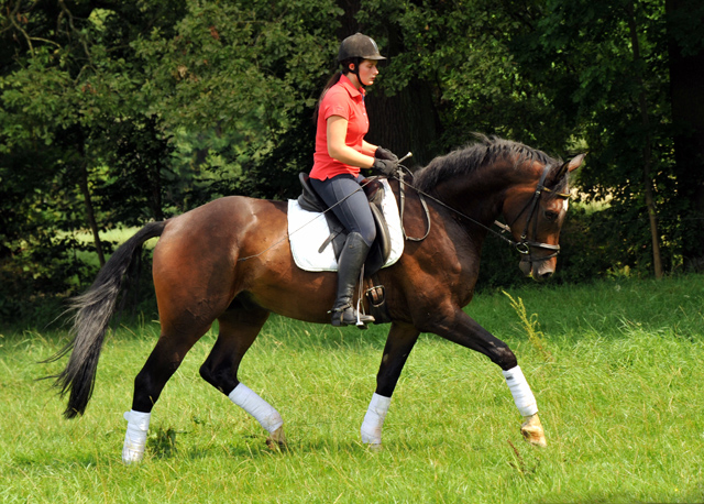 4jhriger Trakehner Wallach von Shavalou u.d. Kalidah Jamal v. Manhattan