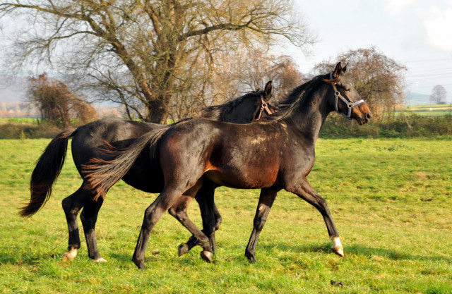 Ein- und zweijhrige Hengste und Wallache in den Emmerauen - Gestt Hmelschenburg 7.12.2014, Foto: Beate Langels, 
Trakehner Gestt Hmelschenburg - Beate Langels