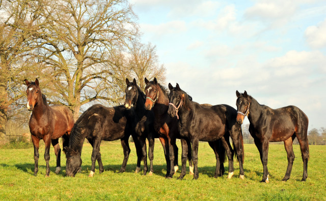 Ein- und zweijhrige Hengste und Wallache in den Emmerauen - Gestt Hmelschenburg 7.12.2014, Foto: Beate Langels, 
Trakehner Gestt Hmelschenburg - Beate Langels