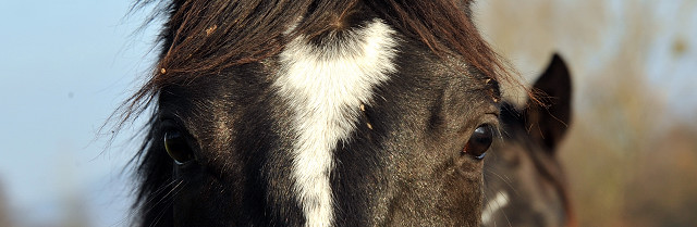 Ein- und zweijhrige Hengste und Wallache in den Emmerauen - Gestt Hmelschenburg 7.12.2014, Foto: Beate Langels, 
Trakehner Gestt Hmelschenburg - Beate Langels