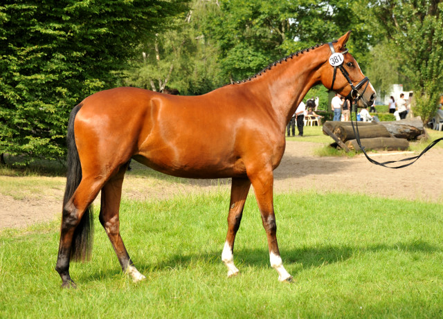 Schwalbenpoesie von Exclusiv- copyright Beate Langels, Trakehner 
Gestt Hmelschenburg