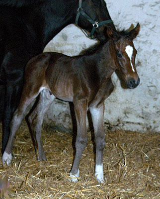 Trakehner Hengstfohlen von Exclusiv u.d. Vicenza v. Showmaster - Foto: Beate Langels, Trakehner Gestt Hmelschenburg