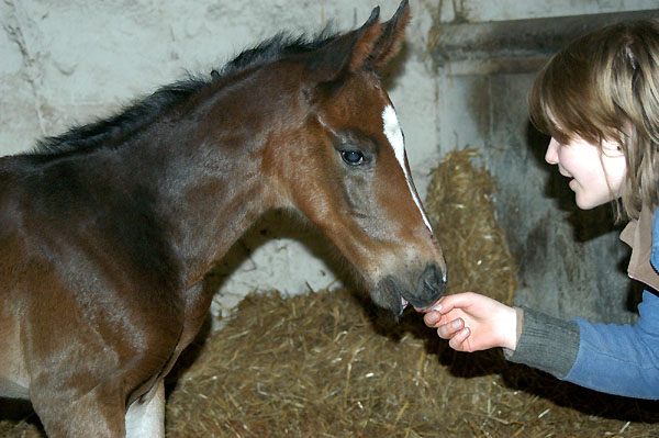 Trakehner Hengstfohlen von Exclusiv u.d. Vicenza v. Showmaster - Foto: Beate Langels, Trakehner Gestt Hmelschenburg