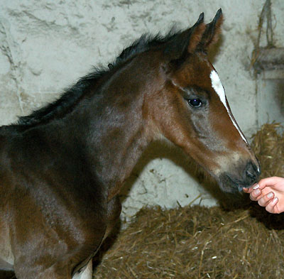 Trakehner Colt by Exclusiv out of Vicenza by Showmaster - pictures: Beate Langels, Trakehner Gest�t H�melschenburg
