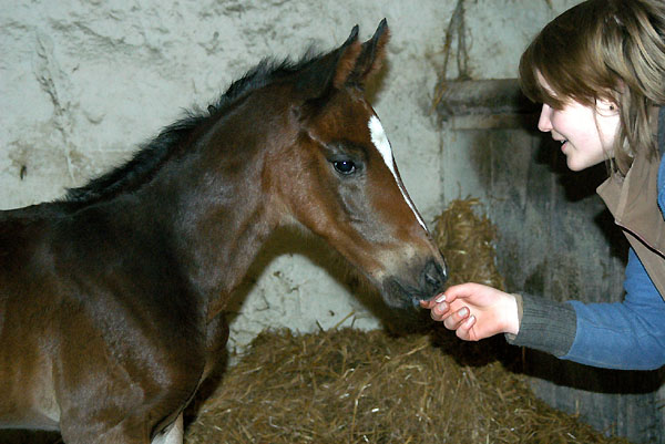 Trakehner Hengstfohlen von Exclusiv u.d. Vicenza v. Showmaster - Foto: Beate Langels, Trakehner Gestt Hmelschenburg