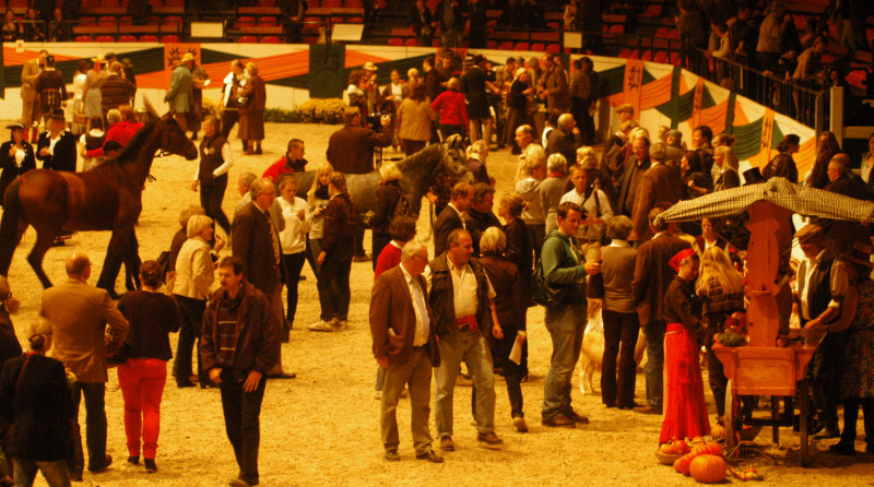 Wehlauer Pferdemarkt - Foto: Beate Langels, Trakehner Gestt Hmelschenburg