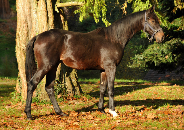 UNDER FIRE von Saint Cyr x Easy Game - Hmelschenburg - im November 2014, Foto: Beate Langels, Trakehner Gestt Hmelschenburg