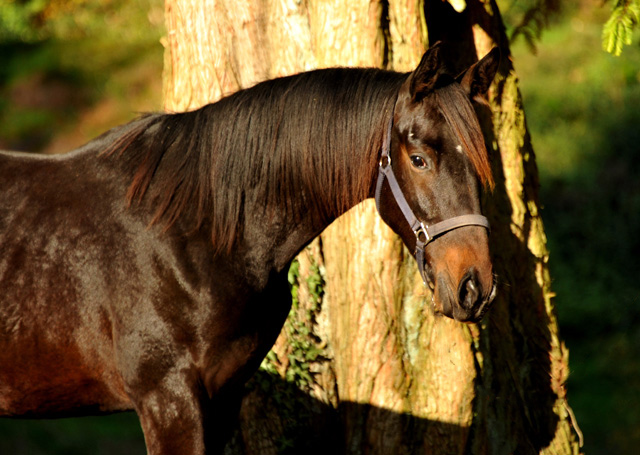 UNDER FIRE von Saint Cyr x Easy Game - Hmelschenburg - im November 2014, Foto: Beate Langels, Trakehner Gestt Hmelschenburg