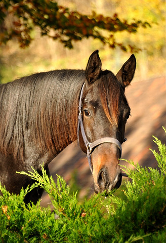 UNDER FIRE von Saint Cyr x Easy Game - Hmelschenburg - im November 2014, Foto: Beate Langels, Trakehner Gestt Hmelschenburg