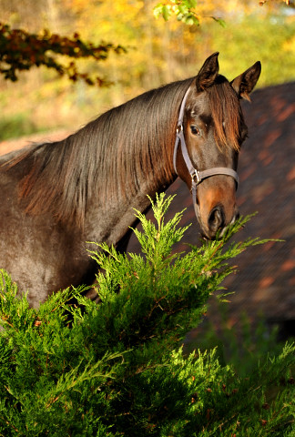 UNDER FIRE von Saint Cyr x Easy Game - Hmelschenburg - im November 2014, Foto: Beate Langels, Trakehner Gestt Hmelschenburg