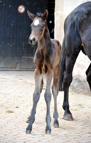 Valentine Trakehner Stutfohlen von High Motion u.d. Vicenza in Hmelschenburg - 27. August 2015 - Foto Beate Langels - Gestt Hmelschenburg