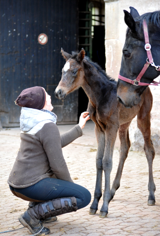 Valentine Trakehner Stutfohlen von High Motion u.d. Vicenza in Hmelschenburg - 27. August 2015 - Foto Beate Langels - Gestt Hmelschenburg