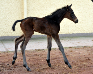 Valentine Trakehner Stutfohlen von High Motion u.d. Vicenza in Hmelschenburg - 27. August 2015 - Foto Beate Langels - Gestt Hmelschenburg