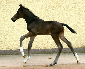 Trakehner Hengstfohlen von Exclusiv u.d. Vicenza v. Showmaster - Foto: Beate Langels, Trakehner Gestt Hmelschenburg