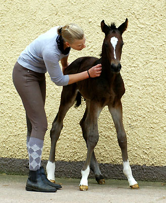 Trakehner Hengstfohlen von Exclusiv u.d. Vicenza v. Showmaster - Foto: Beate Langels, Trakehner Gestt Hmelschenburg