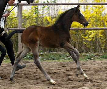 Schwalbenmelodie v. Kostolany - Foto: Beate Langels, Gestt Hmelschenburg