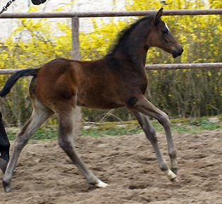 Schwalbenmelodie v. Kostolany - Foto: Beate Langels, Gestt Hmelschenburg