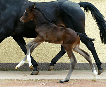 Trakehner Hengstfohlen von Exclusiv u.d. Vicenza v. Showmaster - Foto: Beate Langels, Trakehner Gestt Hmelschenburg