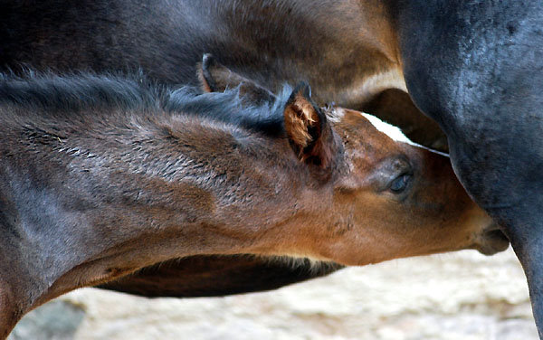 Trakehner Hengstfohlen von Exclusiv u.d. Vicenza v. Showmaster - Foto: Beate Langels, Trakehner Gestt Hmelschenburg