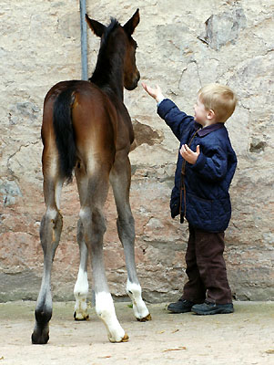 Trakehner Hengstfohlen von Exclusiv u.d. Vicenza v. Showmaster - Foto: Beate Langels, Trakehner Gestt Hmelschenburg