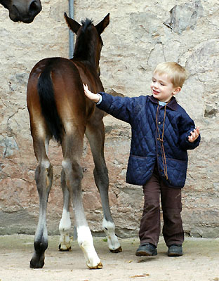 Trakehner Hengstfohlen von Exclusiv u.d. Vicenza v. Showmaster - Foto: Beate Langels, Trakehner Gestt Hmelschenburg