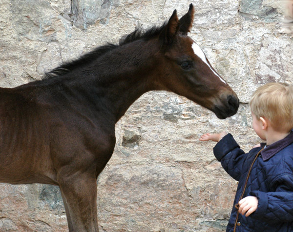 Trakehner Hengstfohlen von Exclusiv u.d. Vicenza v. Showmaster - Foto: Beate Langels, Trakehner Gestt Hmelschenburg