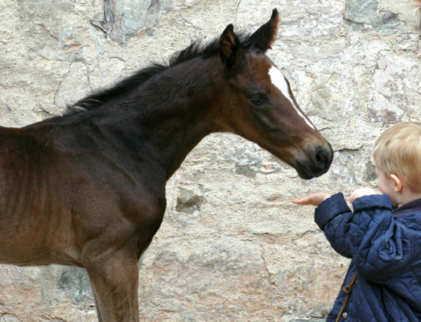 Trakehner Hengstfohlen von Exclusiv u.d. Vicenza v. Showmaster - Foto: Beate Langels, Trakehner Gestt Hmelschenburg