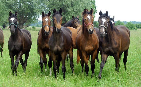 Trakehner Jhrlingsstuten in Schplitz, Foto: Beate Langels