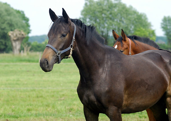 2jhrige Stute von Kostolany u.d. Schwalbenherz v. Sir Shostakovich xx, Foto: Beate Langels