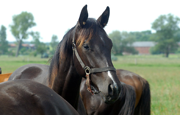 Jhrlinghengst von Exclusiv u.d. Elitestute Sacre Noir v. Kostolany, Foto: Beate Langels