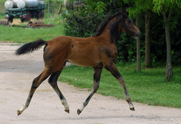 Trakehner Stutfohlen von Shavalou u.d. Elitestute Gloriette v. Kostolany, Foto: Beate Langels