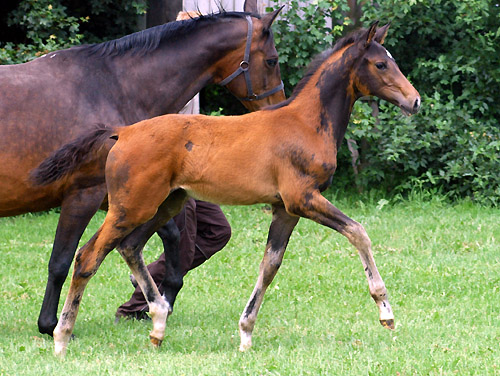 Trakehner Stutfohlen von Shavalou u.d. Elitestute Gloriette v. Kostolany, Foto: Beate Langels