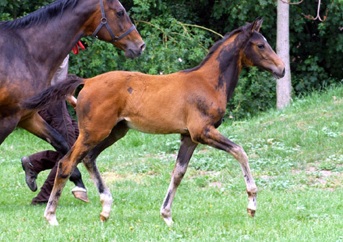 Trakehner Stutfohlen von Shavalou u.d. Elitestute Gloriette v. Kostolany, Foto: Beate Langels