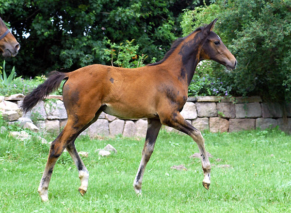 Trakehner Stutfohlen von Shavalou u.d. Elitestute Gloriette v. Kostolany, Foto: Beate Langels