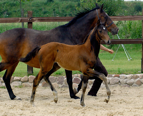 Trakehner Stutfohlen von Shavalou u.d. Elitestute Gloriette v. Kostolany, Foto: Beate Langels