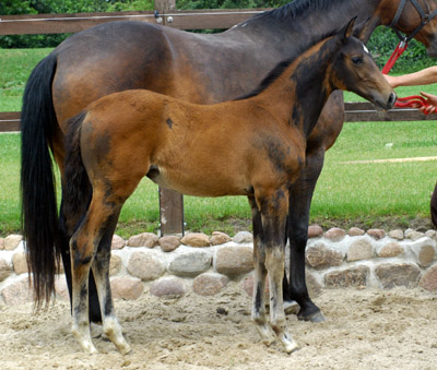 Trakehner Stutfohlen von Shavalou u.d. Elitestute Gloriette v. Kostolany, Foto: Beate Langels