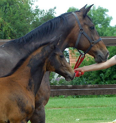 Trakehner Stutfohlen von Shavalou u.d. Elitestute Gloriette v. Kostolany, Foto: Beate Langels