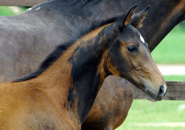 Trakehner Stutfohlen von Shavalou u.d. Elitestute Gloriette v. Kostolany, Foto: Beate Langels