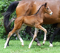wenige Stunden alt: Stutfohlen v. Exclusiv u.d. Gwendolyn v. Maestro
