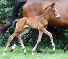6 Tage alt: Hengstfohlen von Summertime u.d. Karalina v. Exclusiv