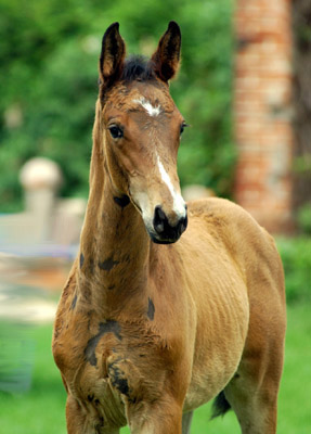 Trakehner Hengstfohlen von Summertime u.d. PS Glorilou v. Shavalou, Gestt Schplitz - Foto: Beate Langels