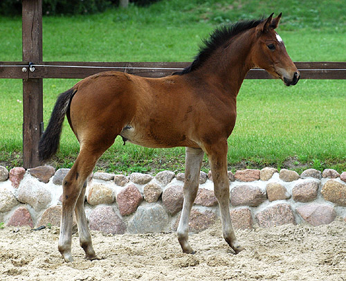 Trakehner Hengstfohlen von Freudenfest u.d. Nakada v. Tambour -  Foto: Beate Langels