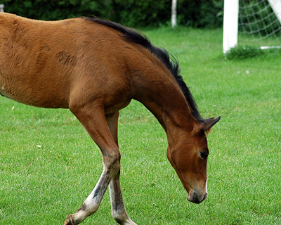 Trakehner Stutfohlen von Alter Fritz u.d. Schwalbenfee v. Freudenfest u.d. Pr.St. Schwalbenlust v. Enrico Caruso -  Foto: Beate Langels