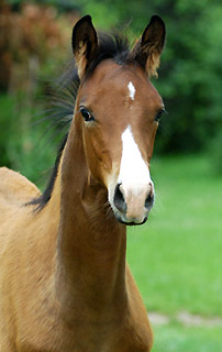 Trakehner Stutfohlen von Alter Fritz u.d. Schwalbenfee v. Freudenfest u.d. Pr.St. Schwalbenlust v. Enrico Caruso -  Foto: Beate Langels