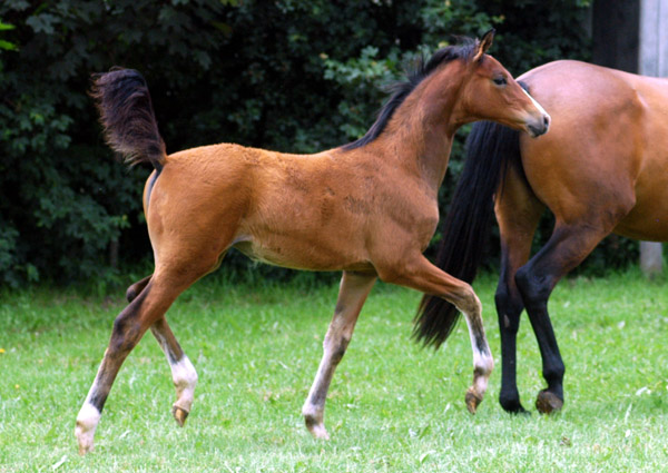 Trakehner Stutfohlen von Alter Fritz u.d. Schwalbenfee v. Freudenfest u.d. Pr.St. Schwalbenlust v. Enrico Caruso -  Foto: Beate Langels