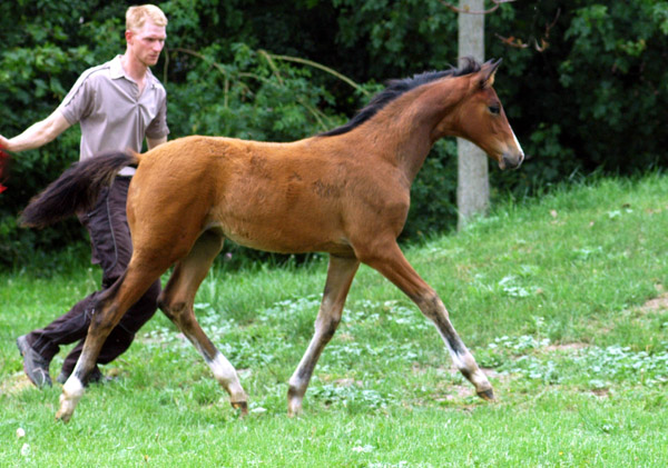 Trakehner Stutfohlen von Alter Fritz u.d. Schwalbenfee v. Freudenfest u.d. Pr.St. Schwalbenlust v. Enrico Caruso -  Foto: Beate Langels