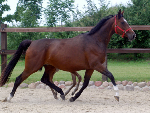 Karalina v. Exclusiv u.d. Elitestute Kassuben v. Enrico Caruso - Trakehner Gestt Hmelschenburg - Foto: Beate Langels, Gestt Hmelschenburg